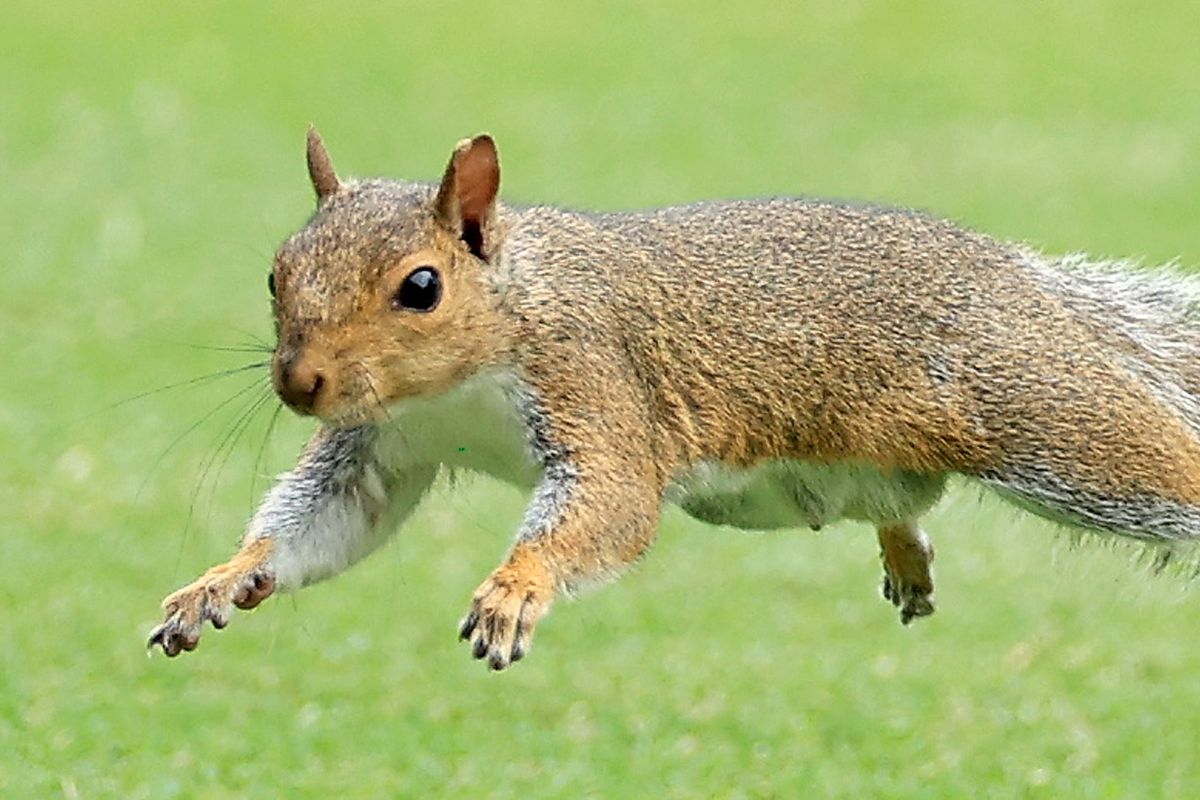 Today in   what channel are the chicago cubs on directv    Cubs history: The time a squirrel ran all over Wrigley Field
